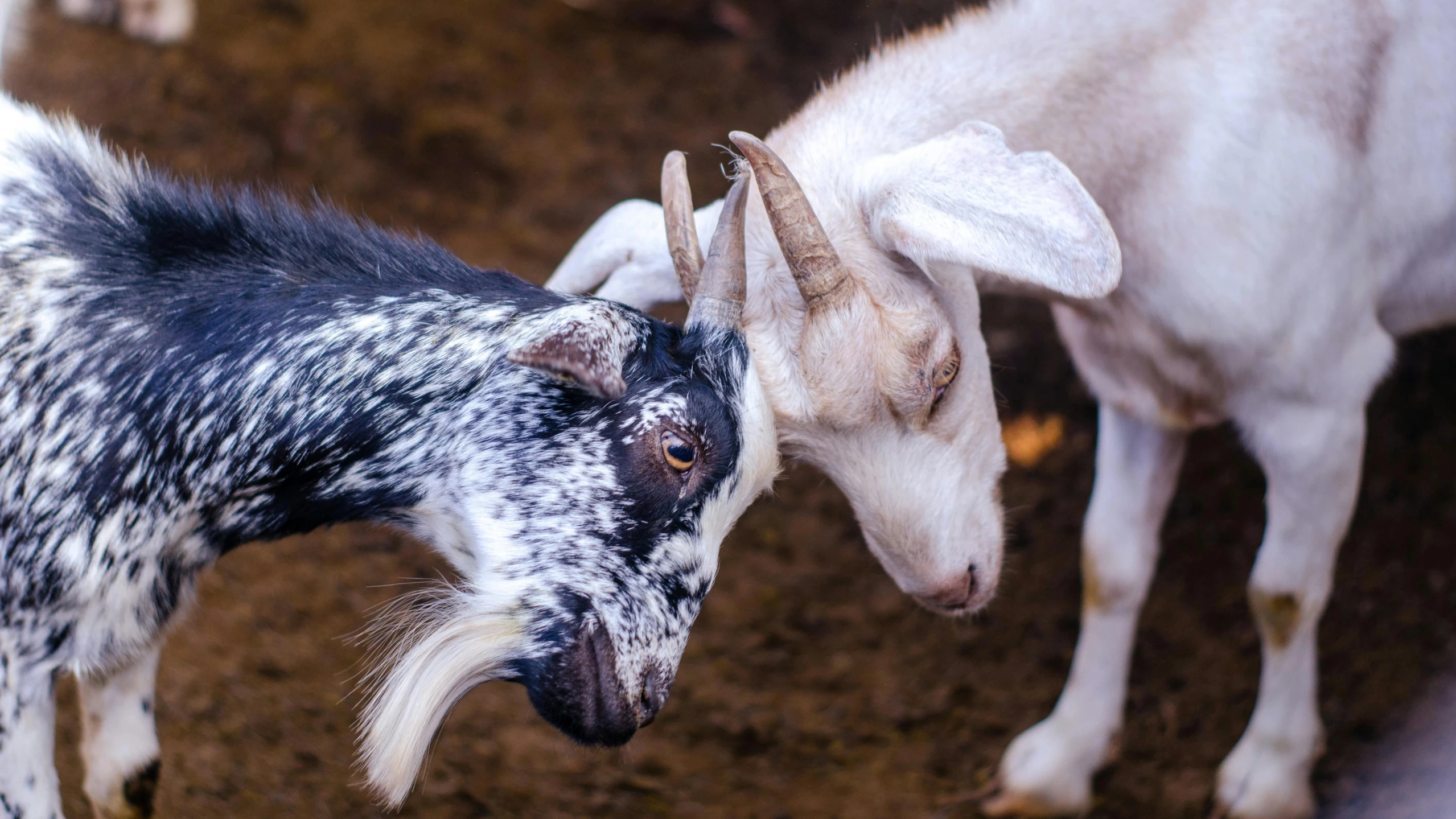 a couple of goats standing next to each other, a photo, trending on unsplash, renaissance, fighting each other, close-up photo, uploaded, multicoloured