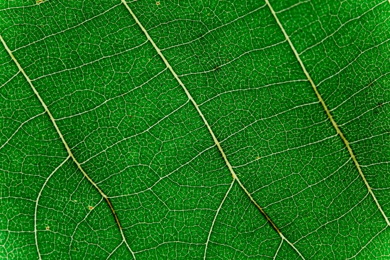 a close up view of a green leaf, by Jan Rustem, detailed lines, sycamore, highly_detailded, highly detailed # no filter