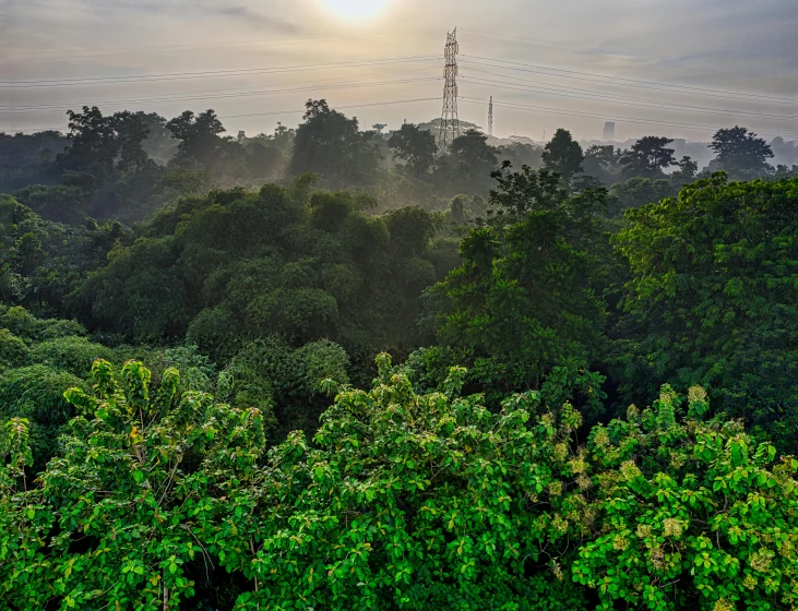 a forest filled with lots of green trees, by Basuki Abdullah, towering over a city, 8k hdr morning light, lpoty, bangladesh