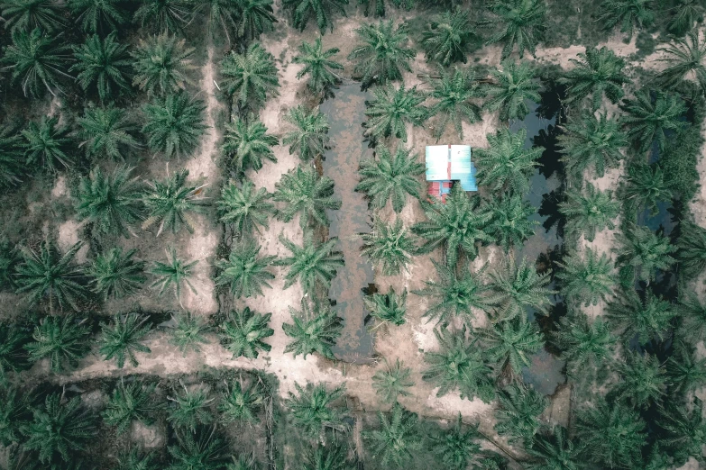 an aerial view of a field of palm trees, a portrait, by Daniel Lieske, flatlay, nuri iyem, malaysian, my home