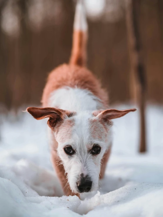 a brown and white dog standing in the snow, pexels contest winner, crawling on the ground, gif, old male, frontal picture