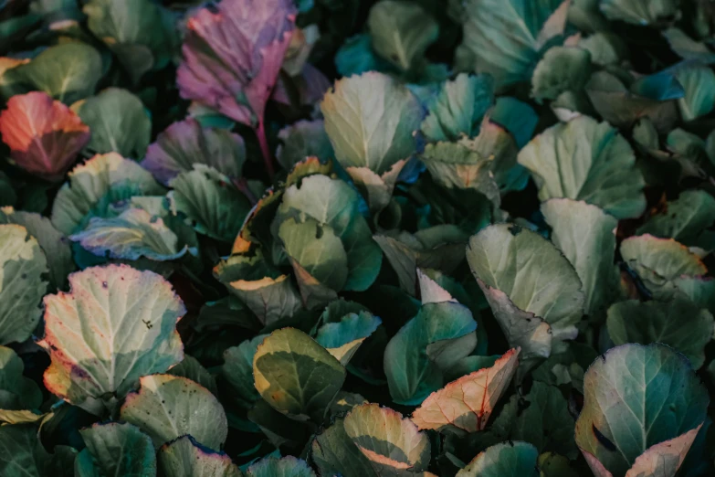 a red fire hydrant sitting on top of a lush green field, an album cover, by Carey Morris, unsplash, color field, hydrangea, made of leaves, violet, alessio albi