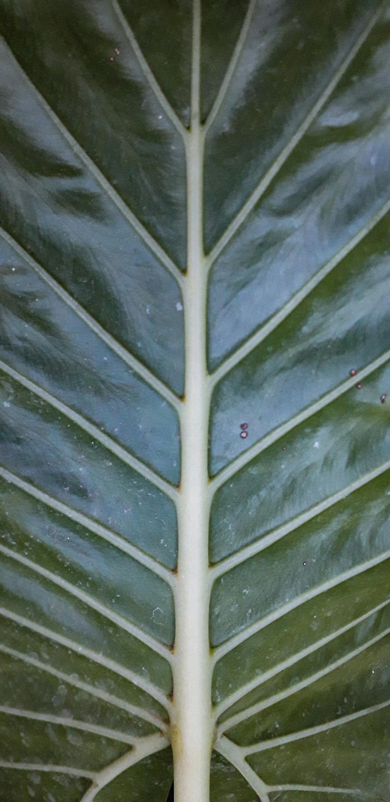 a close up of a large green leaf