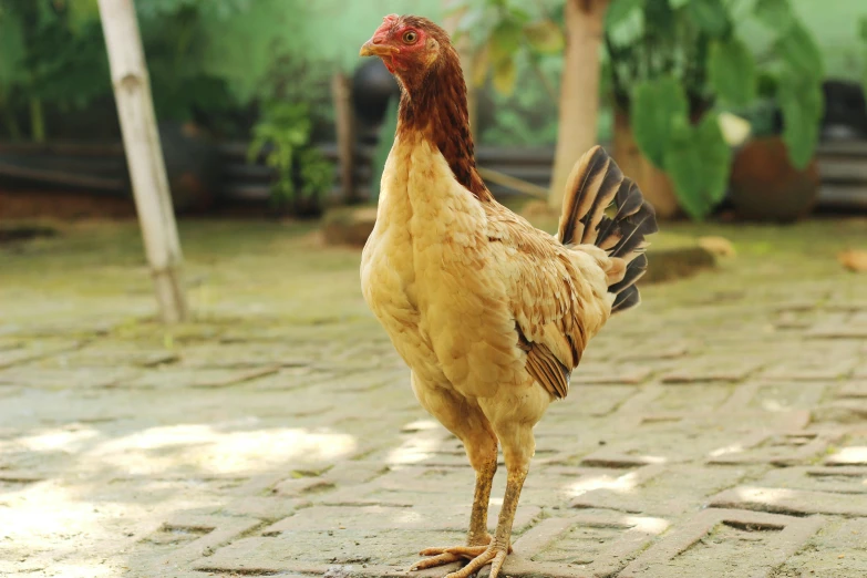 a close up of a chicken on a brick ground, an album cover, unsplash, indonesia, standing upright, 4 legs, male emaciated