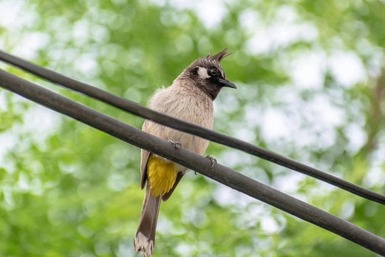 a bird sitting on a power line with trees in the background, a portrait, pexels contest winner, renaissance, long tail, yellow beak, people watching around, birdeye