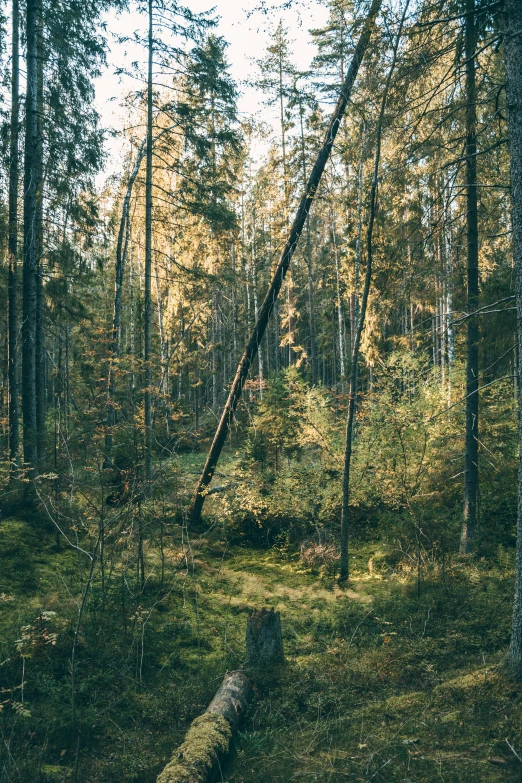 a fallen tree in the middle of a forest, by Jacob Kainen, distant photo, late summer evening, high quality image, multiple stories