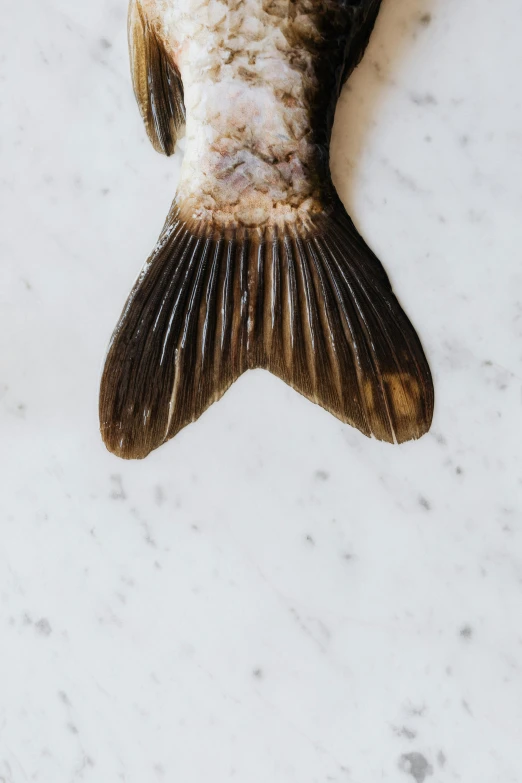 a dead fish sitting on top of a counter, by Carey Morris, trending on pexels, renaissance, back shark fin, detailed product shot, symetrical wings, a pair of ribbed