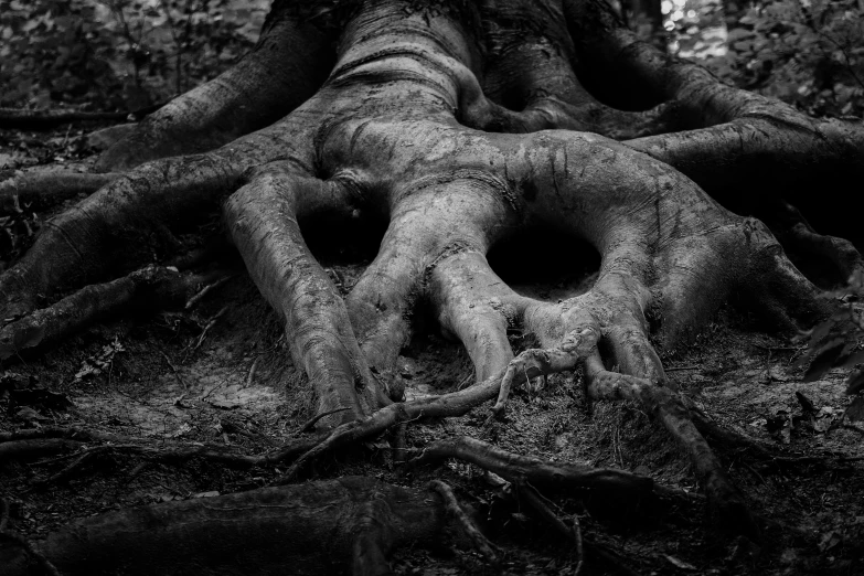 a black and white photo of the roots of a tree, by Adam Marczyński, pexels contest winner, surrealism, creepy carved expression, cloven feet and horns, closeup!!!!!!, lovecratftian horror