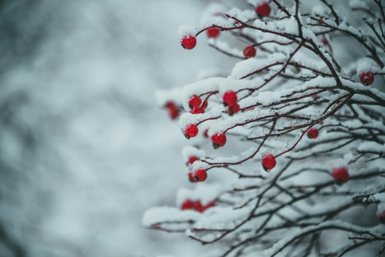 a bush with red berries covered in snow, inspired by Elsa Bleda, unsplash contest winner, thumbnail, thorns, multi-part, white