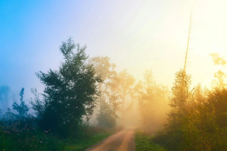 a dirt road surrounded by trees on a foggy day, an album cover, inspired by Elsa Bleda, pexels contest winner, summer morning light, colorful haze, today\'s featured photograph 4k, late summer evening