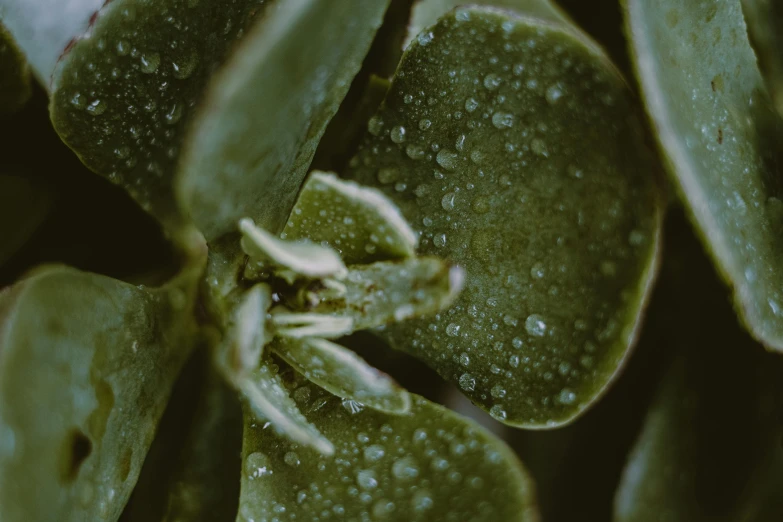 a close up of a plant with water droplets on it, trending on unsplash, muted green, low quality photo, patchy cactus, high details photo