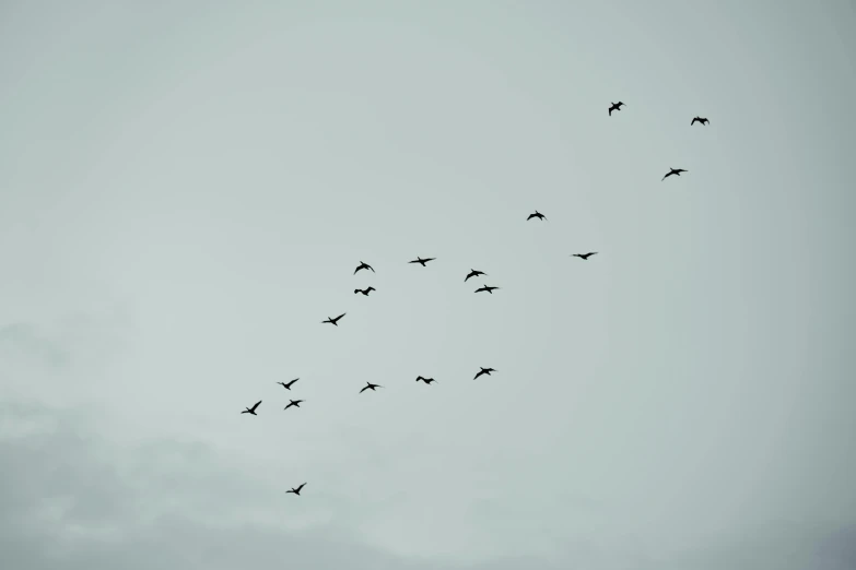 a flock of birds flying through a cloudy sky, unsplash, minimalism, low quality photo, uploaded, vintage photo