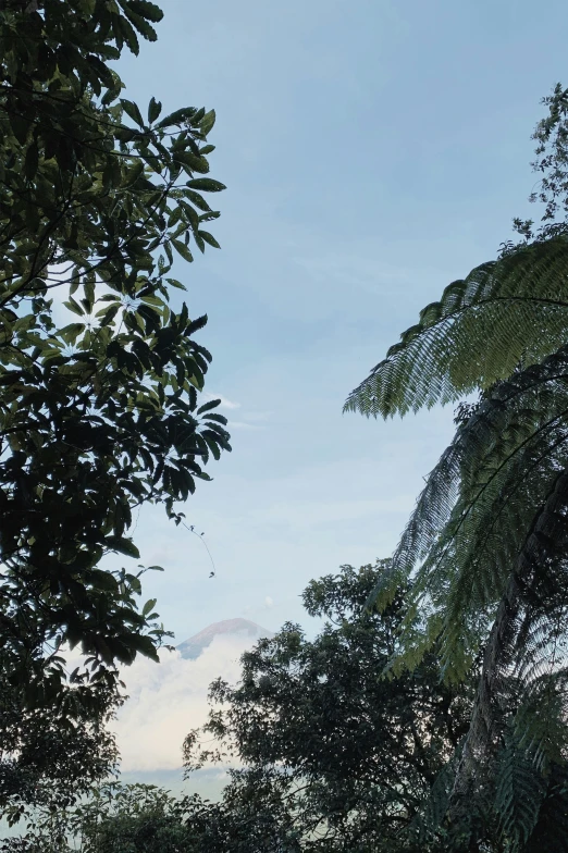 a giraffe standing on top of a lush green field, a picture, inspired by Paul Henry, unsplash, sumatraism, panorama view of the sky, as seen from the canopy, with a volcano in the background, a palm tree