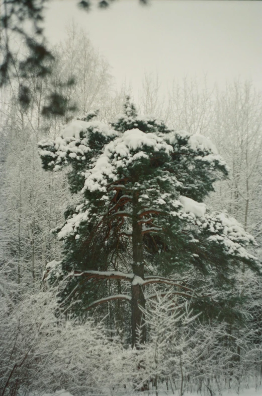 a snow covered tree in the middle of a forest, inspired by Ivan Shishkin, unsplash, autochrome photograph, 1999 photograph, pine, 1 9 8 5 photograph