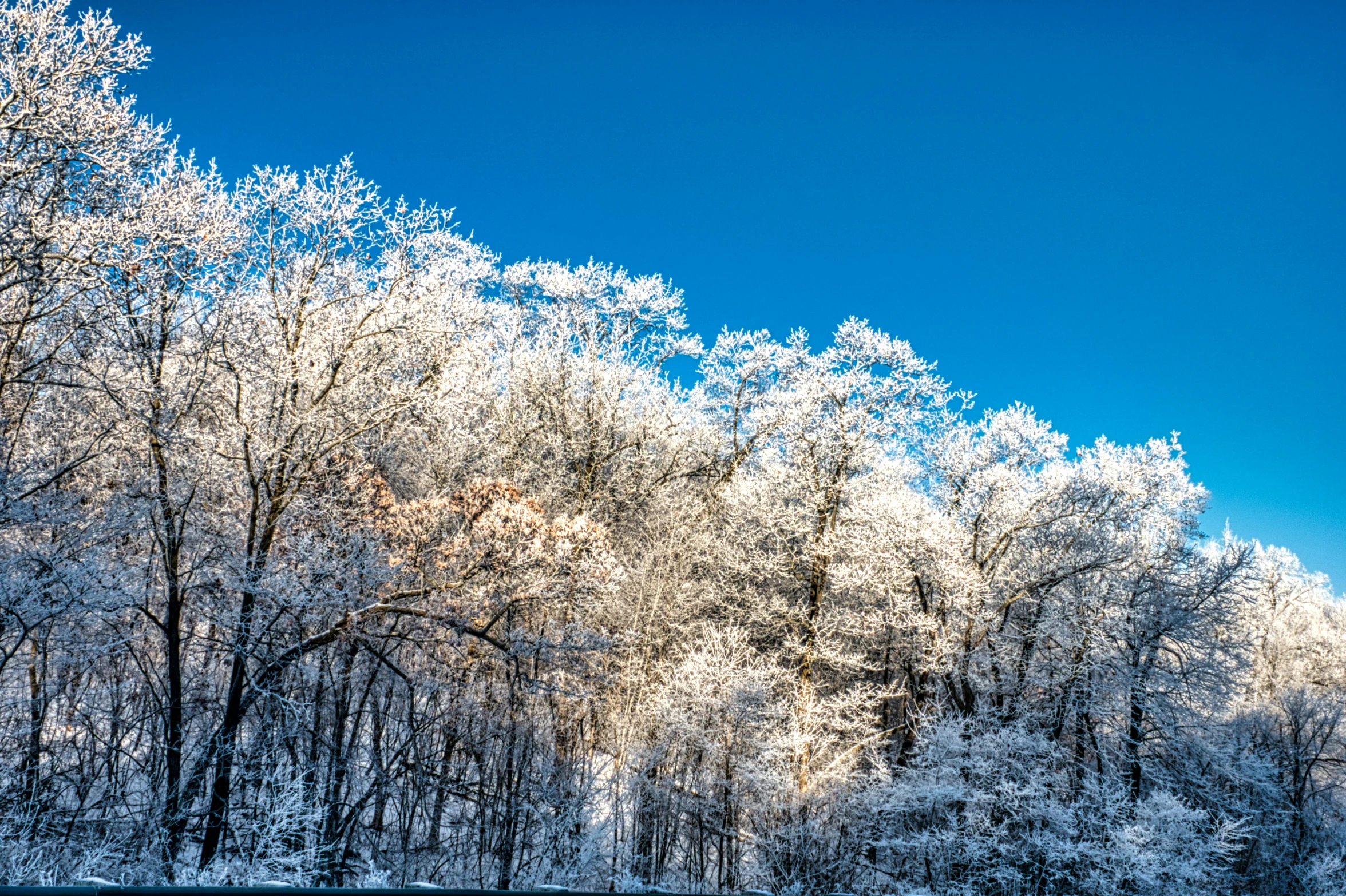 snow covered trees on the side of a road, inspired by Arthur Burdett Frost, unsplash, clear blue sky, william penn state forest, color ( sony a 7 r iv, backlite