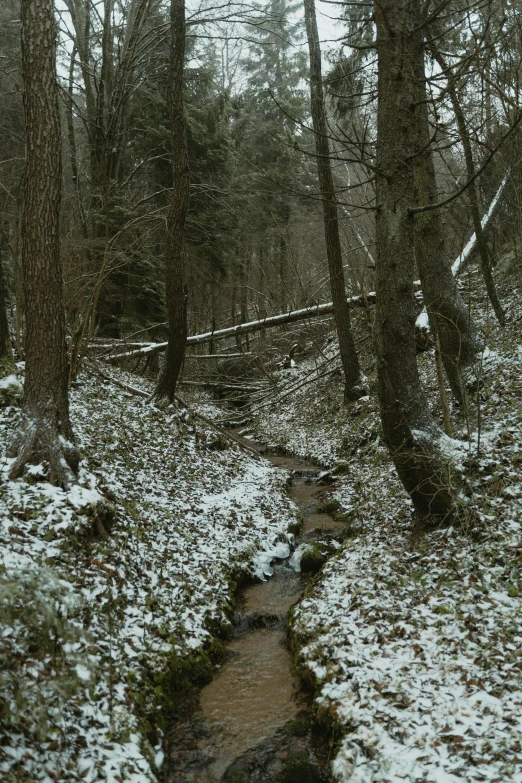 a stream running through a snow covered forest, renaissance, 3 5 mm still photo, 8 k film still, ((forest)), pathway