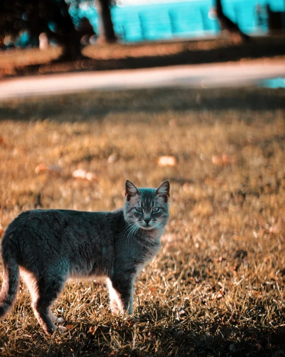 a cat that is standing in the grass, at a park, in the middle of a field