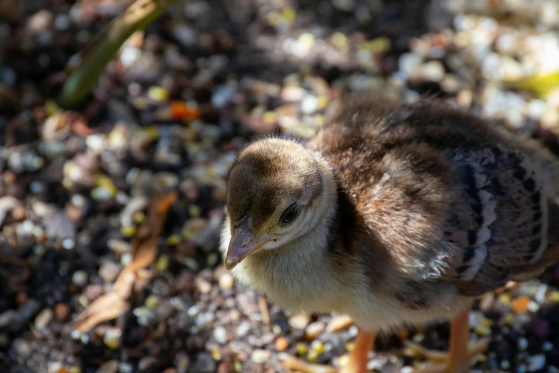 a close up of a small bird on the ground, chickens, amanda lilleston, highly realistic photograph, 15081959 21121991 01012000 4k