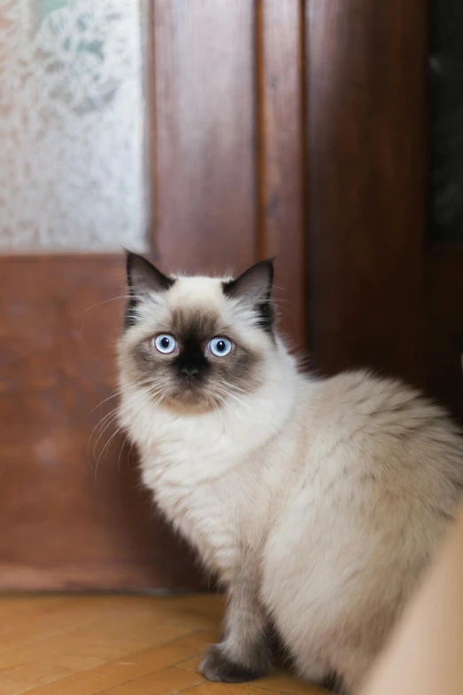 a cat that is sitting on the floor, a portrait, by Julia Pishtar, trending on unsplash, renaissance, a ragdoll cat windsurfing, brown almond-shaped eyes, frontal close up, high quality photo