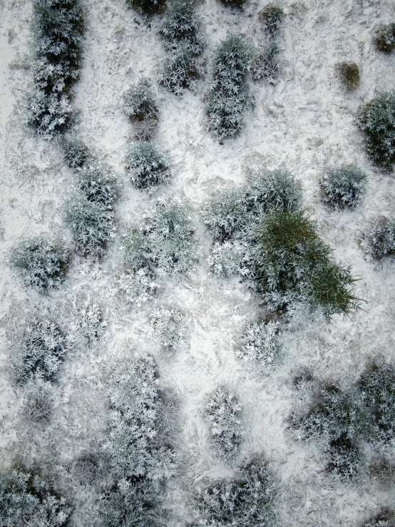 a red fire hydrant sitting on top of a snow covered ground, an album cover, inspired by Arthur Burdett Frost, unsplash, land art, aerial view top down, moist mossy white stones, 8k resolution.oil on canvas, ultra detailed trees