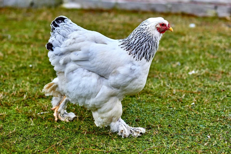 a white chicken standing on top of a lush green field, gray mottled skin, regal pose, shiny crisp finish, mid 2 0's female