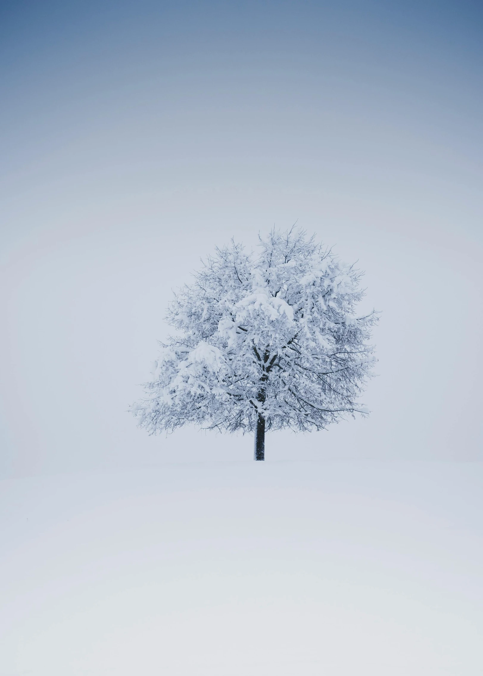 a lone tree in the middle of a snow covered field, an album cover, inspired by Pierre Pellegrini, unsplash contest winner, medium format. soft light, medium format, ilustration, rinko kawauchi