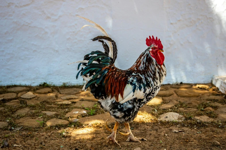 a rooster standing in front of a white wall, by Gwen Barnard, pexels contest winner, madagascar, al fresco, arabella mistsplitter, 1 male