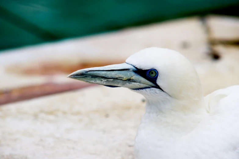 a close up of a bird with a long beak, pexels contest winner, white head, pareidolia, resting, tourist photo