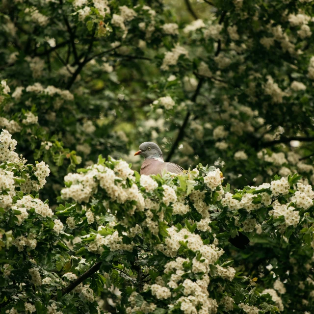 a bird sitting on top of a tree filled with white flowers, unsplash, renaissance, thick bushes, full frame image, gray, a bald