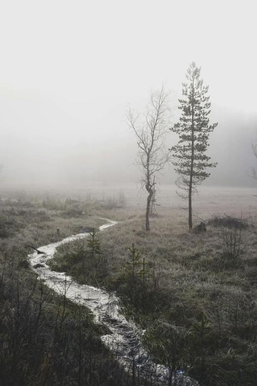 a small stream running through a foggy field, by Jesper Myrfors, unsplash contest winner, sparse pine trees, gray wasteland, late autumn, misty ghost town