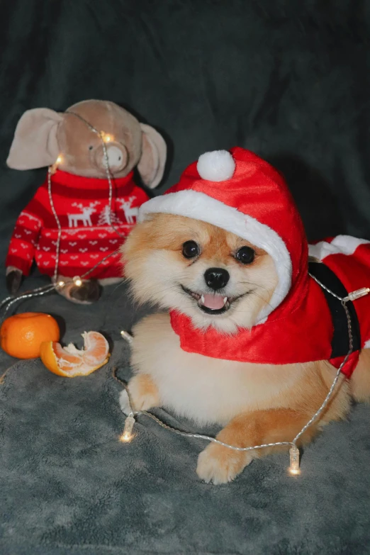 a small dog wearing a santa outfit next to a stuffed animal, a portrait, reddit, 🐿🍸🍋, square, low quality photo, n 2