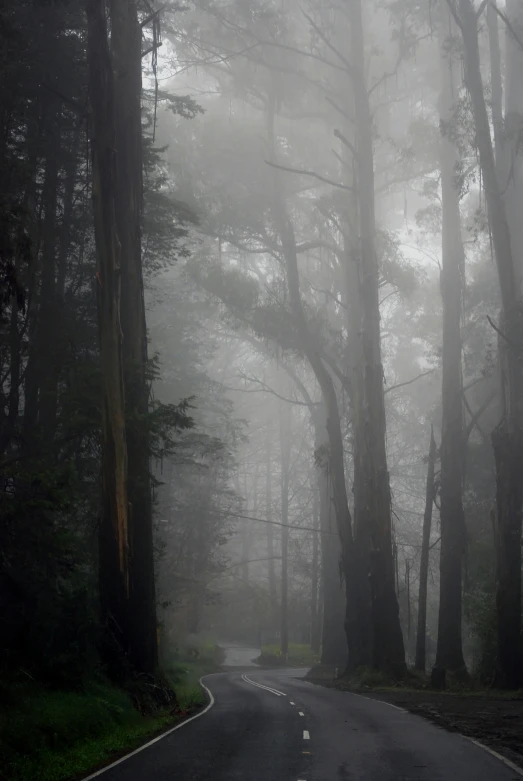 a road surrounded by tall trees on a foggy day, by David Donaldson, eucalyptus, ((forest)), dark eerie pic, old growth forest