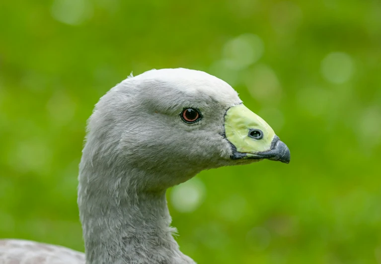 a close up of a duck in a field of grass, by Jan Tengnagel, pexels contest winner, hurufiyya, grey skinned, a cosmic canada goose, bushy grey eyebrows, an afghan male type