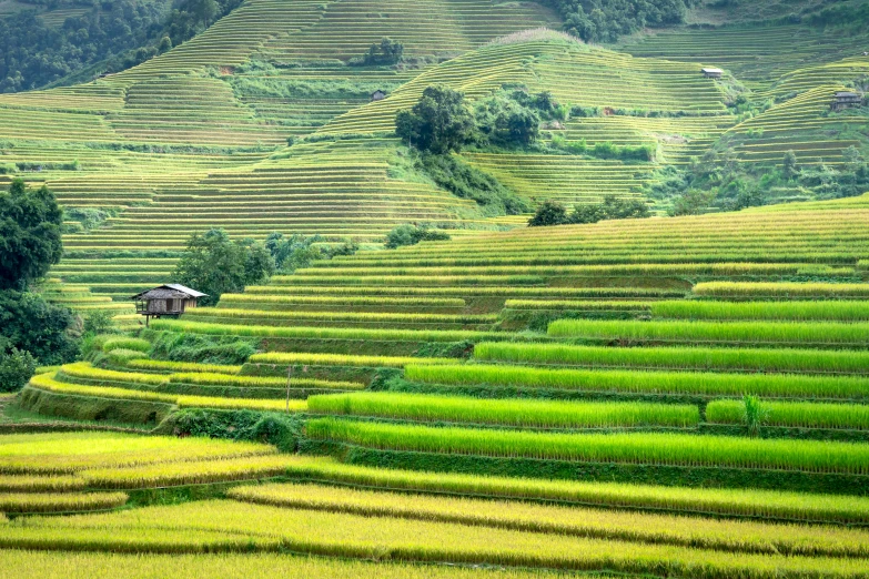 a house sitting on top of a lush green hillside, pexels, renaissance, rice paddies, many golden layers, gray, rows of lush crops