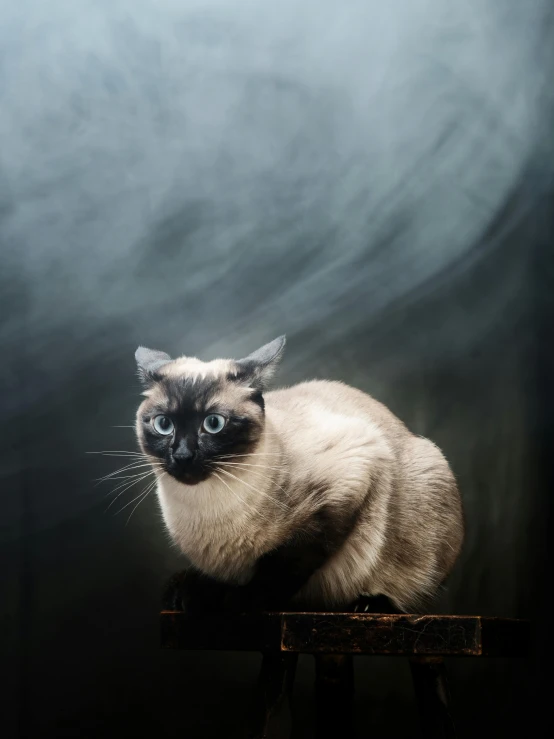 a siamese cat sitting on top of a wooden chair, a portrait, by Basuki Abdullah, trending on unsplash, romanticism, floating in smoke, 5 0 0 px, armored cat, portrait of a small