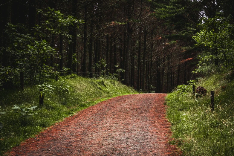 a dirt road in the middle of a forest, an album cover, by Andrew Allan, unsplash contest winner, hurufiyya, reds, paved, te pae, no people