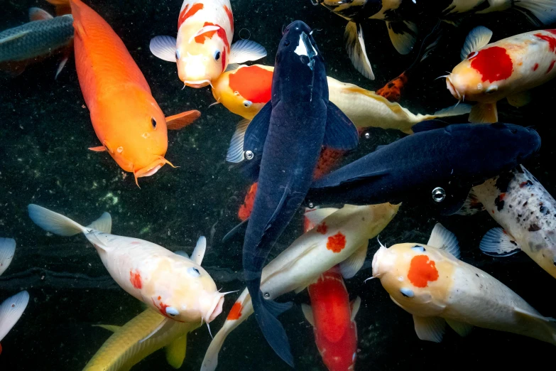 a group of koi fish swimming in a pond, by Gwen Barnard, trending on unsplash, fan favorite, diverse colors, black, full frame image