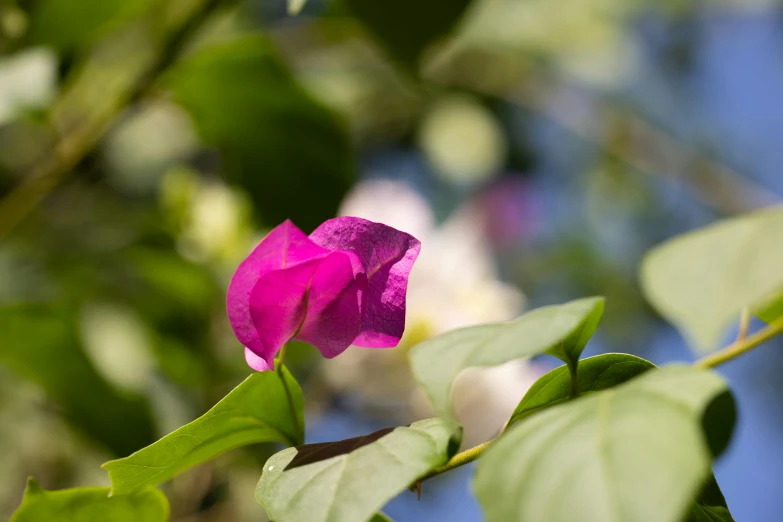 a close up of a pink flower on a tree, by Julian Allen, unsplash, bougainvillea, afternoon sunlight, purple foliage, jamaica