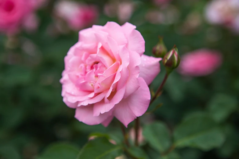 a pink rose is blooming in a garden, inspired by Barbara Nasmyth, unsplash, made of glazed, william open, frontal shot, mint