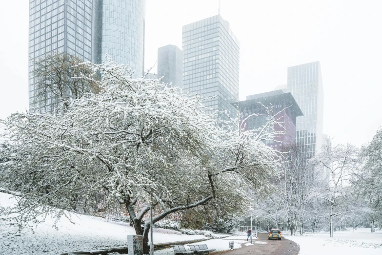 a park filled with lots of snow next to tall buildings, a photo, inspired by Edward Willis Redfield, unsplash contest winner, realism, giant white tree, 🌸 🌼 💮, cover. photo : david roemer, concrete jungle