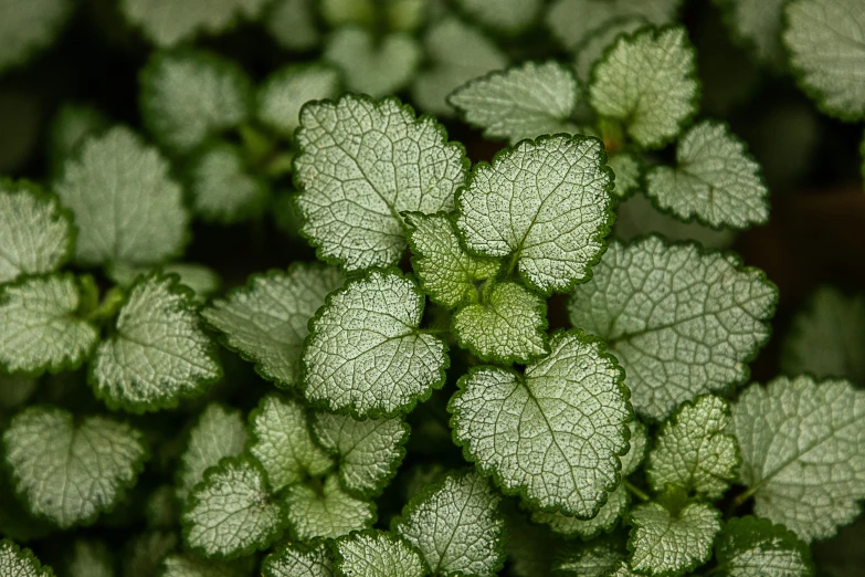 a close up of a plant with green leaves, crackles, silver mist, peppermint motif, subtle detailing