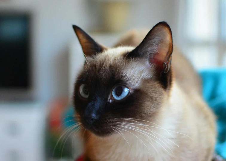 a siamese cat with blue eyes sitting on a table, pexels contest winner, renaissance, ear floof, blurred, immaculate shading, whiskers hq