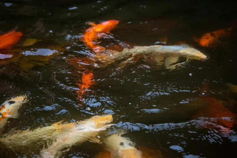 a group of koi fish swimming in a pond, by Daniel Gelon, unsplash, process art, fan favorite, brown, shot on sony a 7, fish tail
