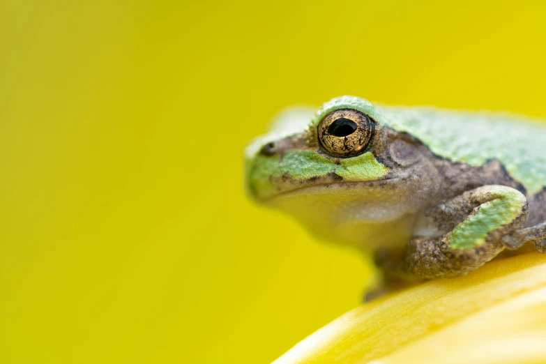 a green frog sitting on top of a banana, a macro photograph, by Adam Marczyński, unsplash, renaissance, portrait of small, bright green eyes, amazon milk frog, gold and green