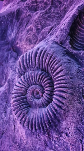 an ammonite fossil embedded in a rock, inspired by Earnst Haeckel, trending on pexels, brightly lit purple room, nat geo, sprial, sandstone