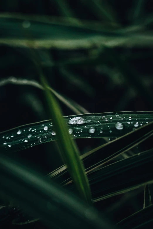 a blade of grass with water droplets on it, inspired by Elsa Bleda, trending on unsplash, renaissance, high quality photo, cinematic footage, marijuana leaves ) wet, chillhop