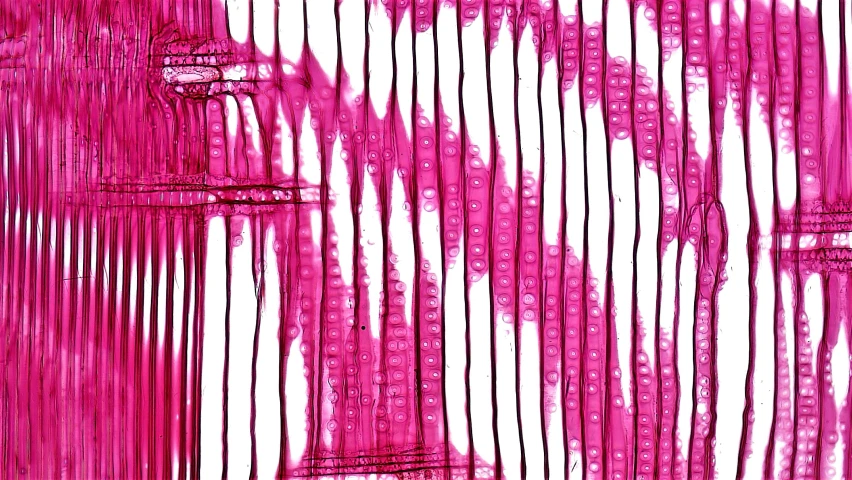 a close up of a pink painting on a wall, a microscopic photo, inspired by Andreas Gursky, flickr, barcode, high detailed thin stalagtites, isolated on white background, made of lab tissue