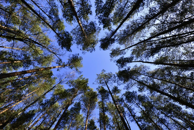 tall pine trees in a forest looking up at the sky, by Jan Rustem, land art, forest plains of north yorkshire, as seen from the canopy, istock, ((trees))