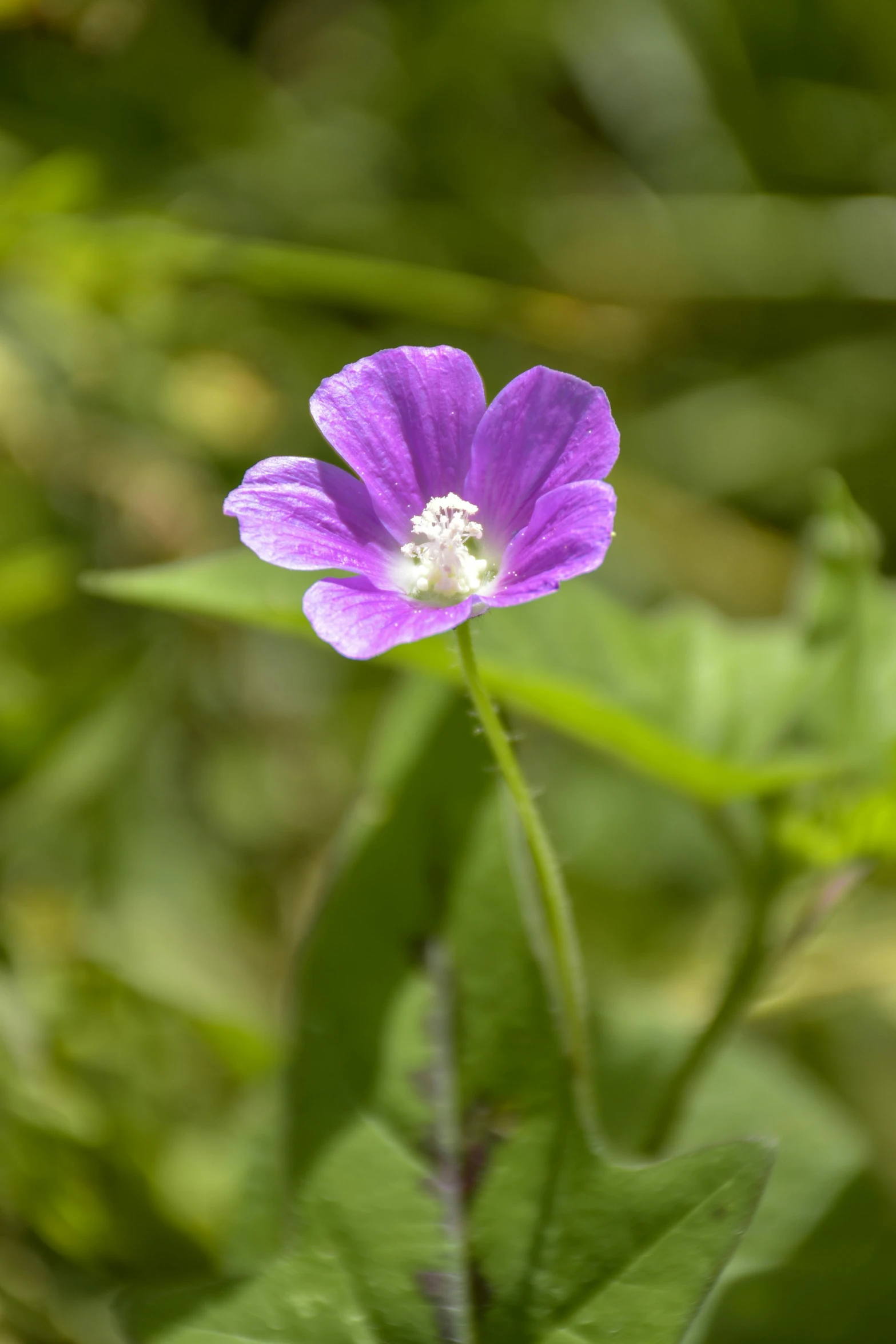a purple flower sitting on top of a lush green field, a portrait, flickr, botanical photo, thin, h. hydrochaeris, schools