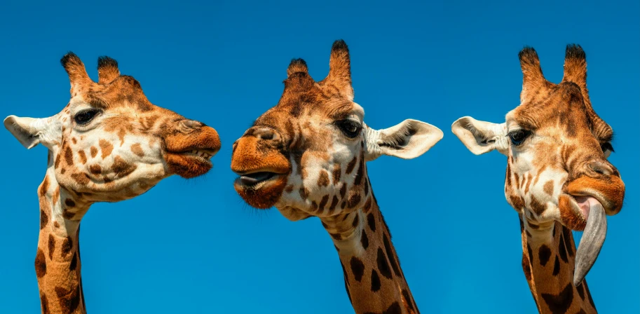 a couple of giraffe standing next to each other, pexels contest winner, fantastic realism, clear blue skies, three animals, licking out, close - up photograph